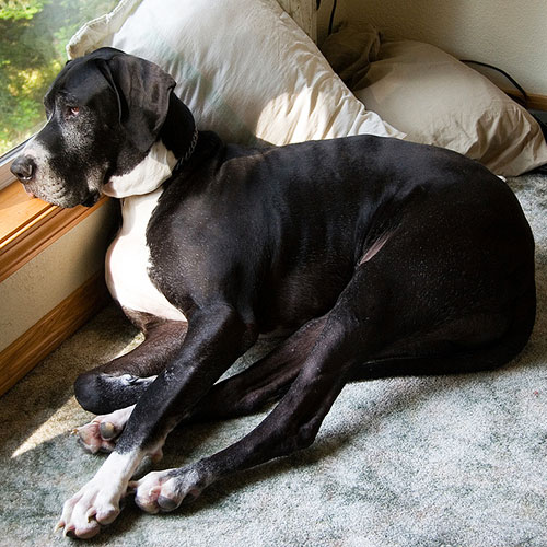 Bone Cancer In Dogs